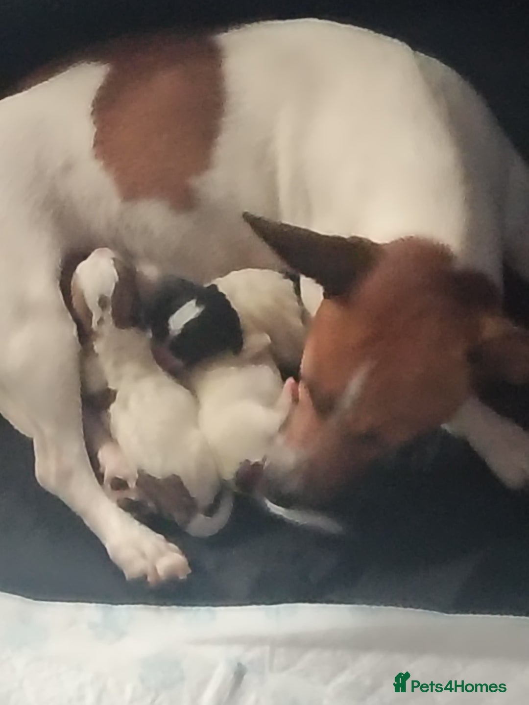 Jack Russell dogs for sale: Jack russell puppies  - Image 4