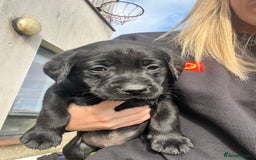 Labrador Retriever dogs for sale: Labrador pups  - Image 1