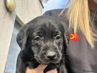 Labrador Retriever dogs - Advert 12