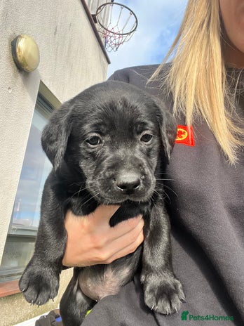 Labrador Retriever dogs - Advert 12