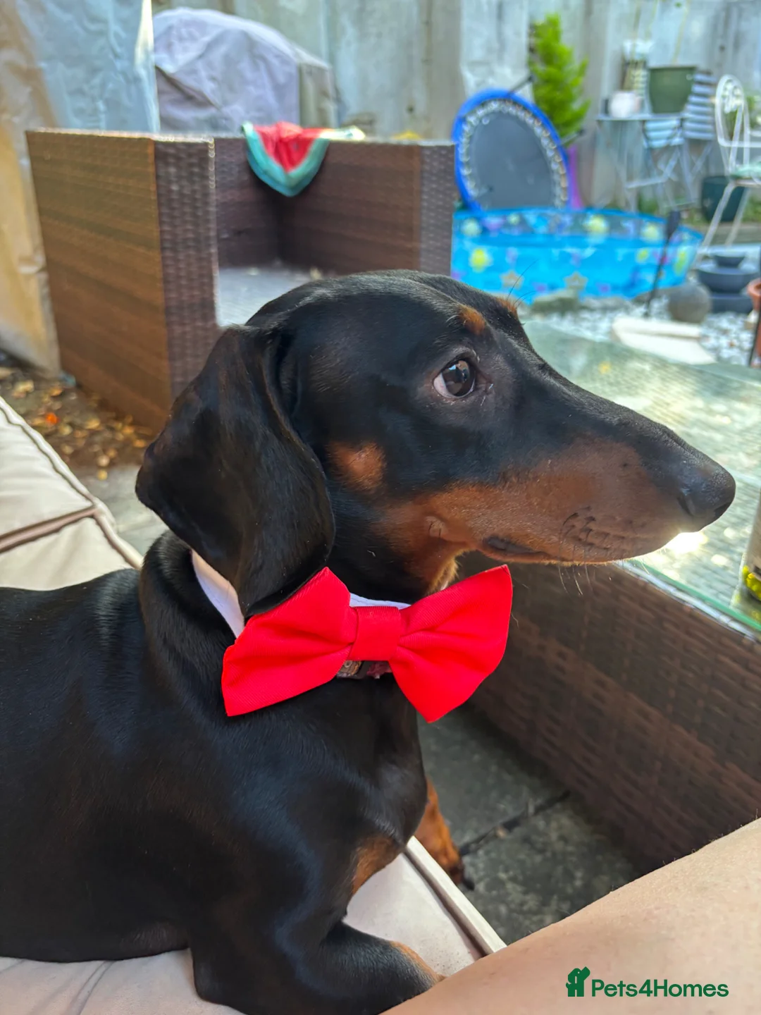 Dachshund dogs for stud: Smooth Haired Standard Dachshund  - Advert 1