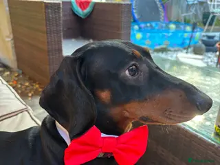 Dachshund dogs Smooth Haired Standard Dachshund - Advert 4