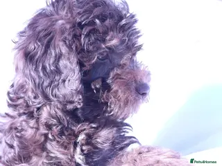 Australian Labradoodle dogs FULLY HEALTH TESTED CHOCOLATE BOX ** BABIES🌈 - Advert 4