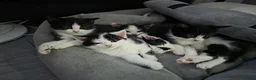 Mixed Breed cats for sale: 5 kittens - Advert 5