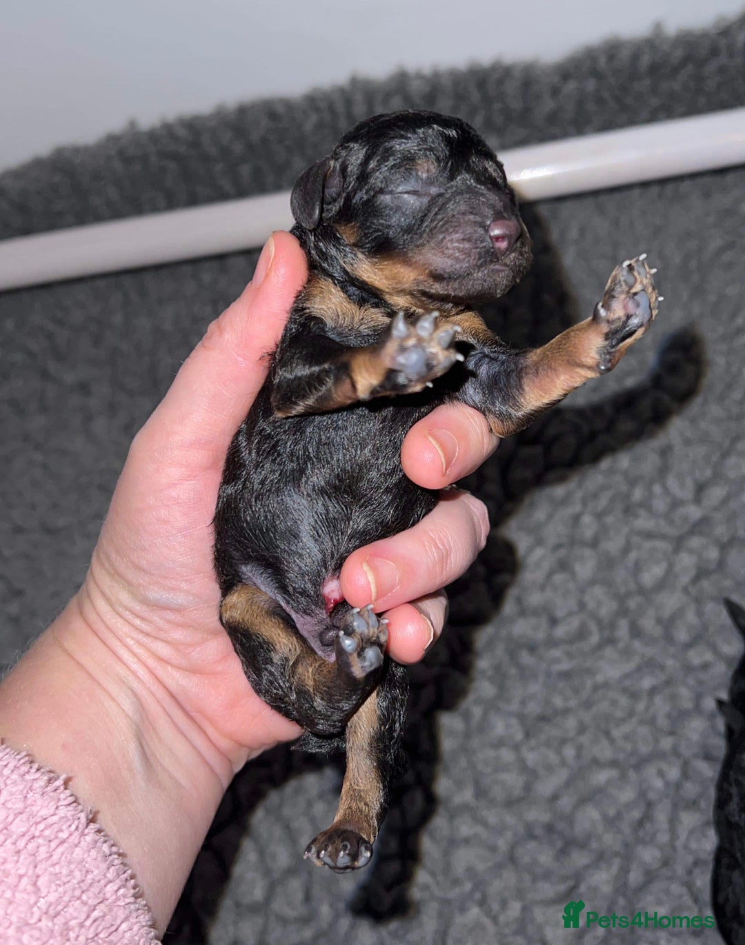 Toy Poodle dogs for stud: Kc health tested toy poodle for stud in Torpoint - Advert 10