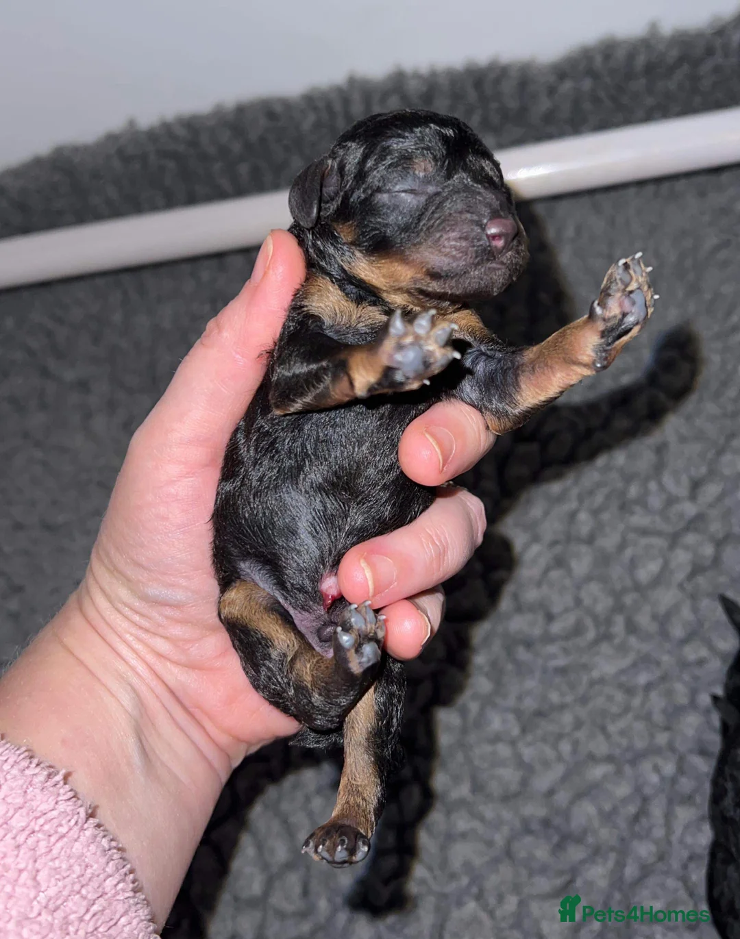 Toy Poodle dogs for stud: Kc health tested toy poodle for stud in Torpoint - Advert 10