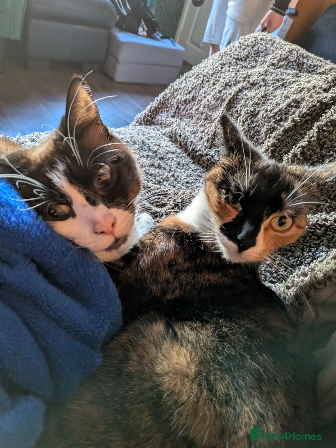 Mixed Breed cats for sale: 3 year old female and male cats - Advert 4