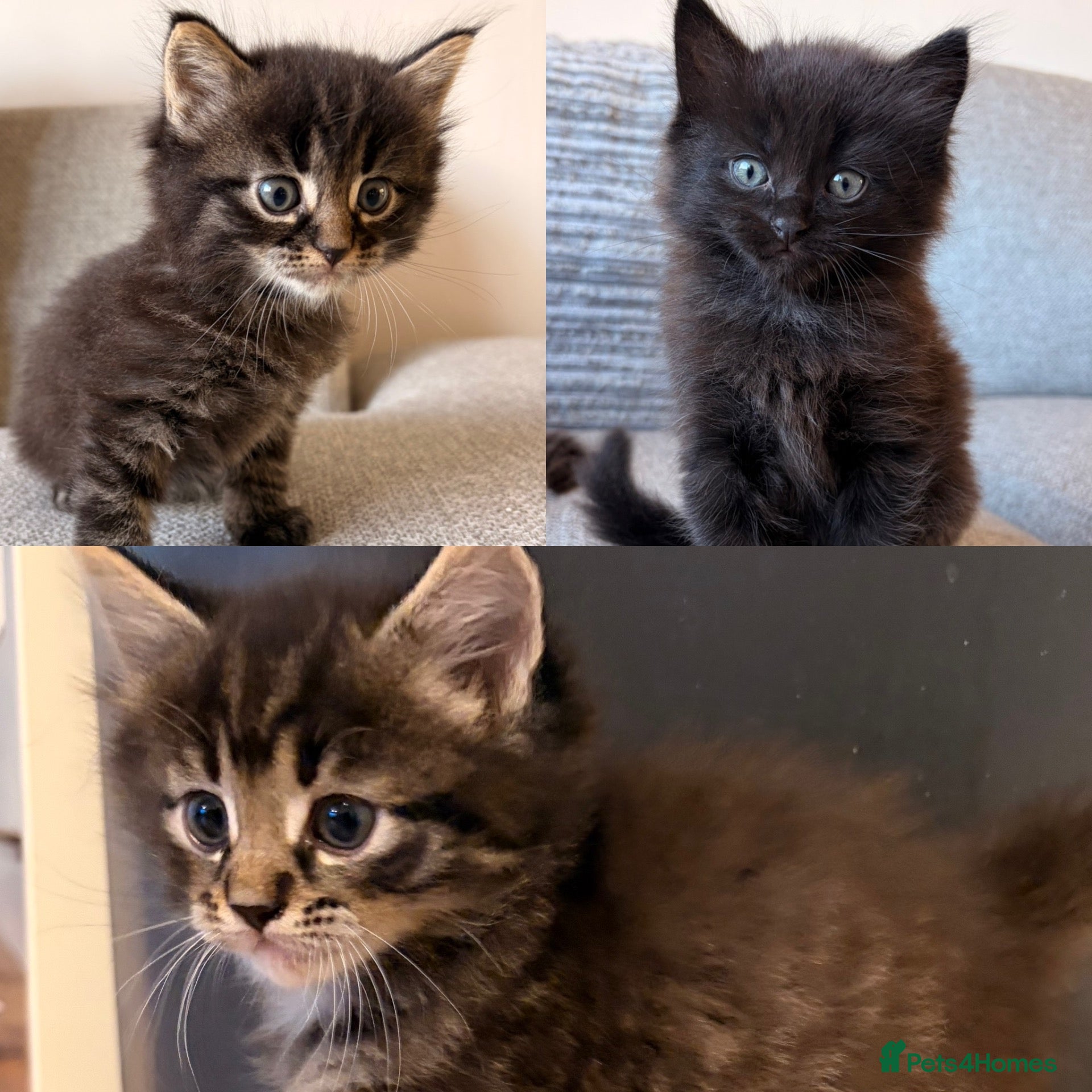 Maine Coon cats Maine coon x BSH Fluffy boys - Advert 17