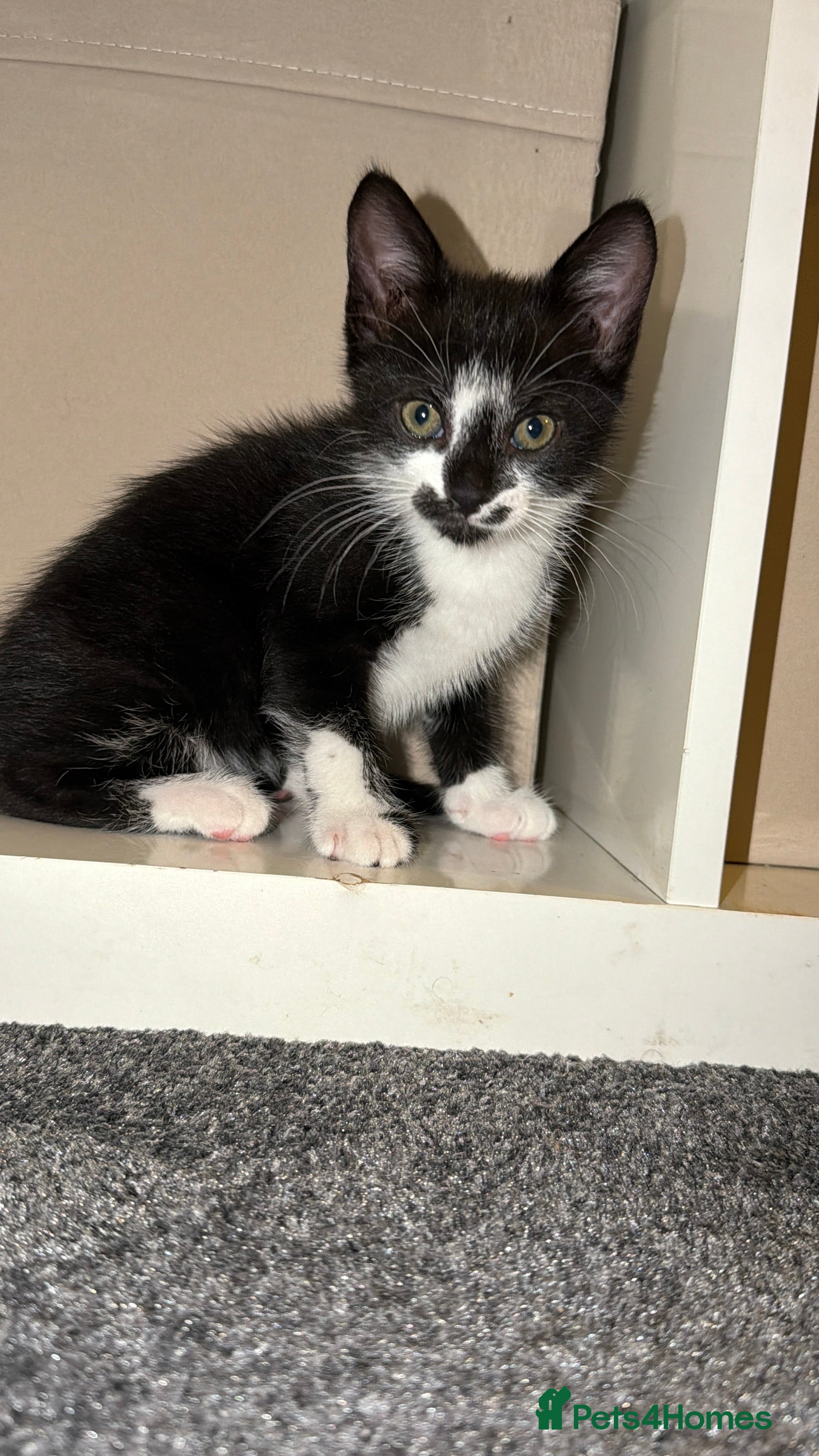 Mixed Breed cats Adorable Kitten looking for her forever home!  - Advert 2
