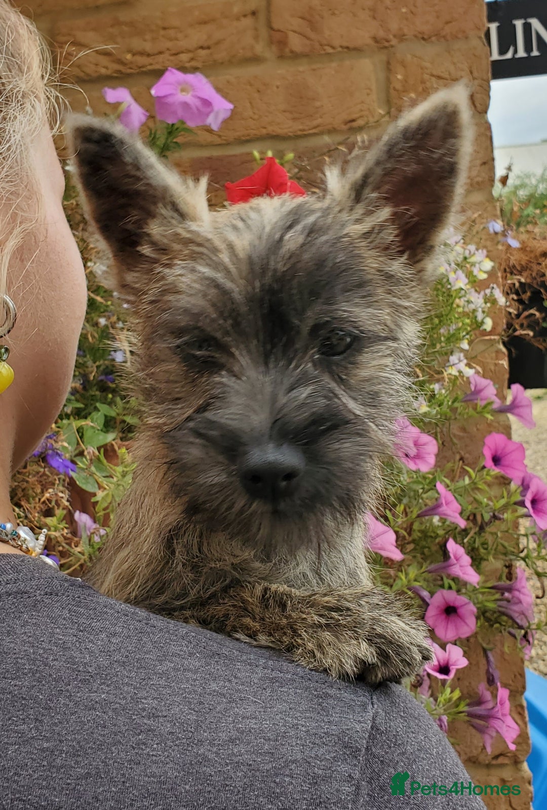 Cairn Terrier dogs for sale: Brother & Sister Looking for Loving Homes - Image 11