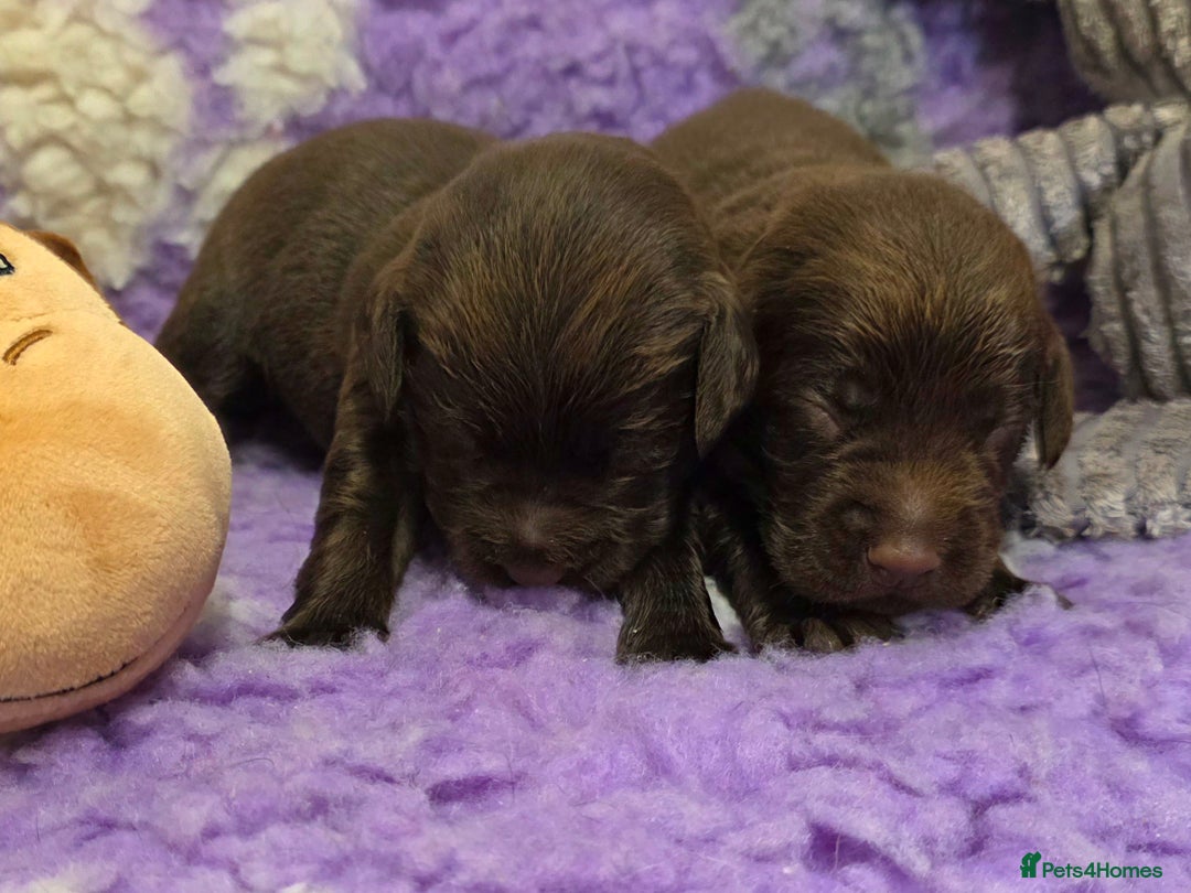 Cockerdor dogs for sale: Gorgeous Cockerdor puppies. Health Tested Parents. - Advert 3