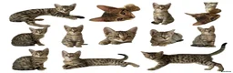 Bengal cats for sale:     Beautiful Rare Sepia Bengal × Savannah Cross  - Advert 11