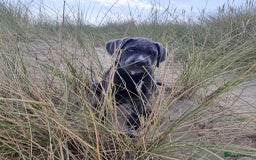 Cane Corso dogs for sale: Beautiful Grey Boy Blue Eyes Cane Corso - Image 3