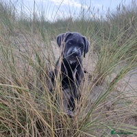 Cane Corso dogs - Advert 5