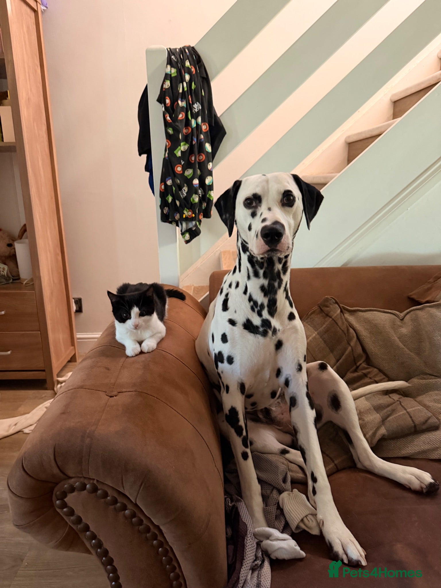 Dalmatian dogs Stunning KC Registered Dalmatian Stud Available - Advert 6