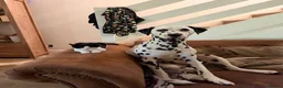 Dalmatian dogs for stud: Stunning KC Registered Dalmatian Stud Available in Cullompton - Advert 1