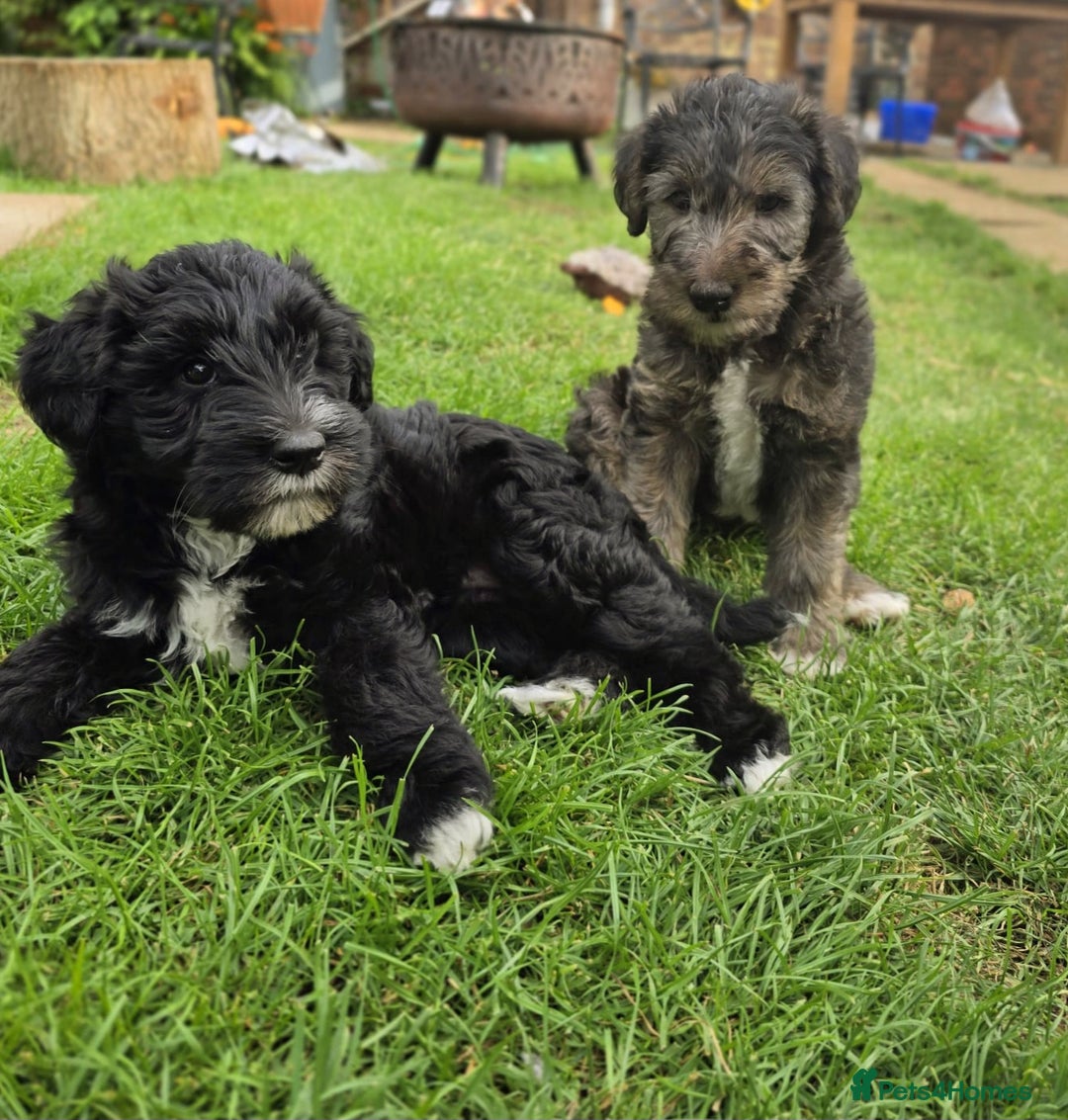Mixed Breed dogs for sale: Fox Terrier × Australian Labradoodle Pups Sale - Image 18
