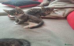 Mixed Breed cats for sale: Gorgeous kittens looking for their forever home.  - Advert 9