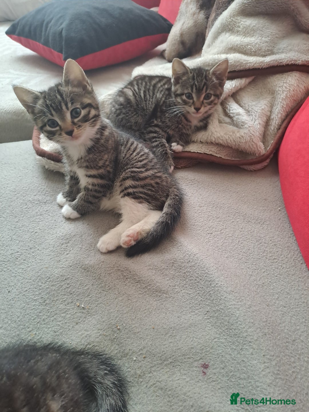 Mixed Breed cats for sale: Gorgeous kittens looking for their forever home.  - Advert 9