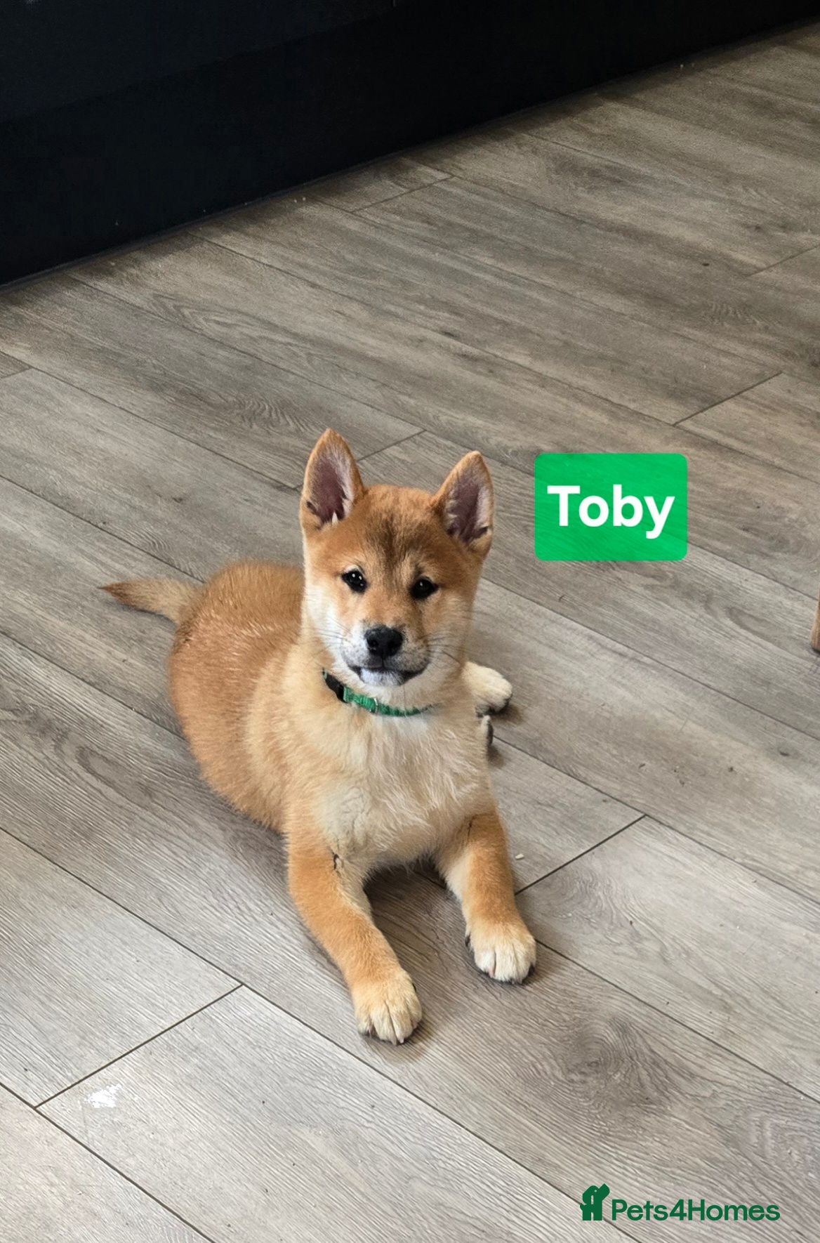 Japanese Shiba Inu dogs Foxy little shibas - Advert 1