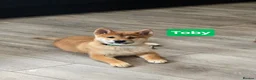 Japanese Shiba Inu dogs for sale: Foxy little shibas - Advert 15
