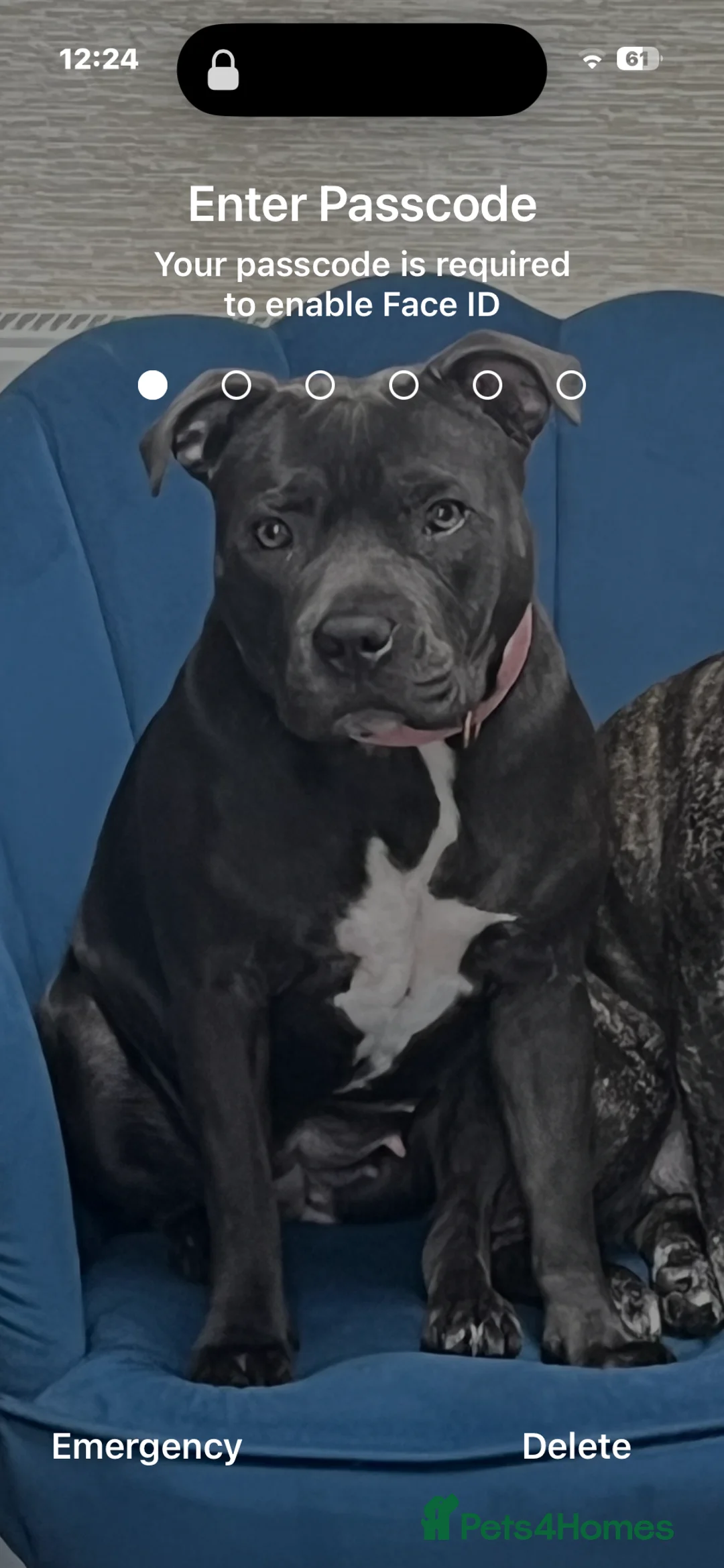 Staffordshire Bull Terrier dogs for sale: Beautiful blue staffy pups kc registered - Advert 3