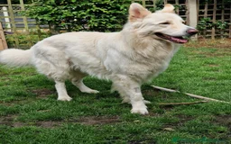 German Shepherd dogs for stud: White German Shepherd Dog - Stud - KC Registered - Image 6