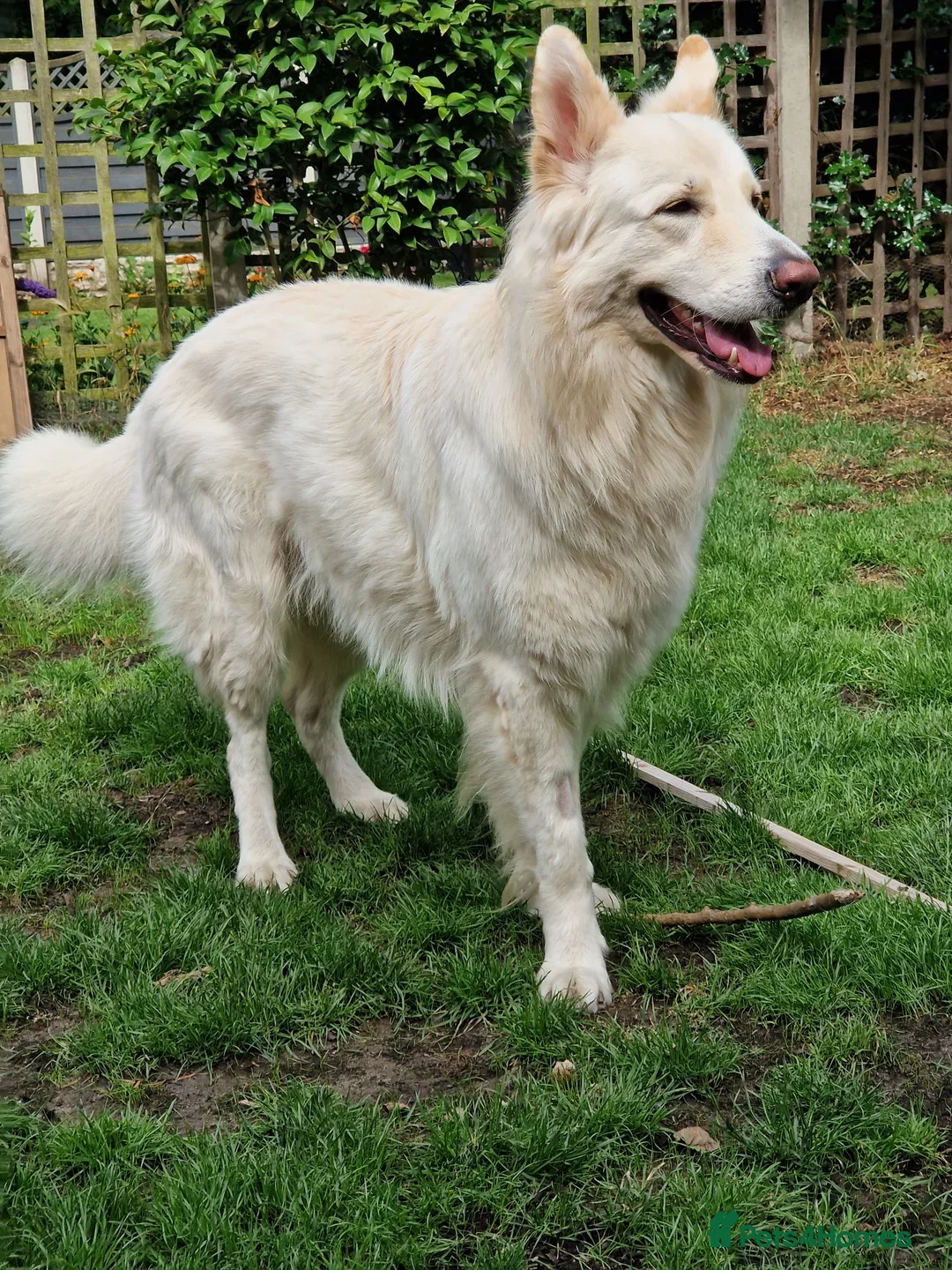German Shepherd dogs for stud: White German Shepherd Dog - Stud - KC Registered - Image 6