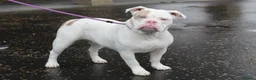 Olde English Bulldogge dogs for stud: Olde English bulldog stud  - Advert 7