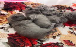 British Shorthair cats for stud: Lilac bsh stud duties - Image 6