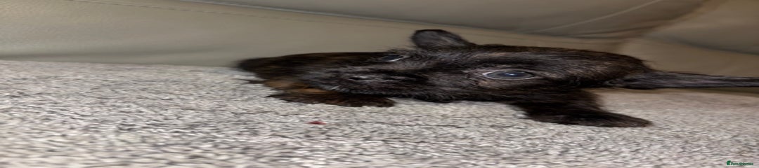 Mixed Breed Puppy 2