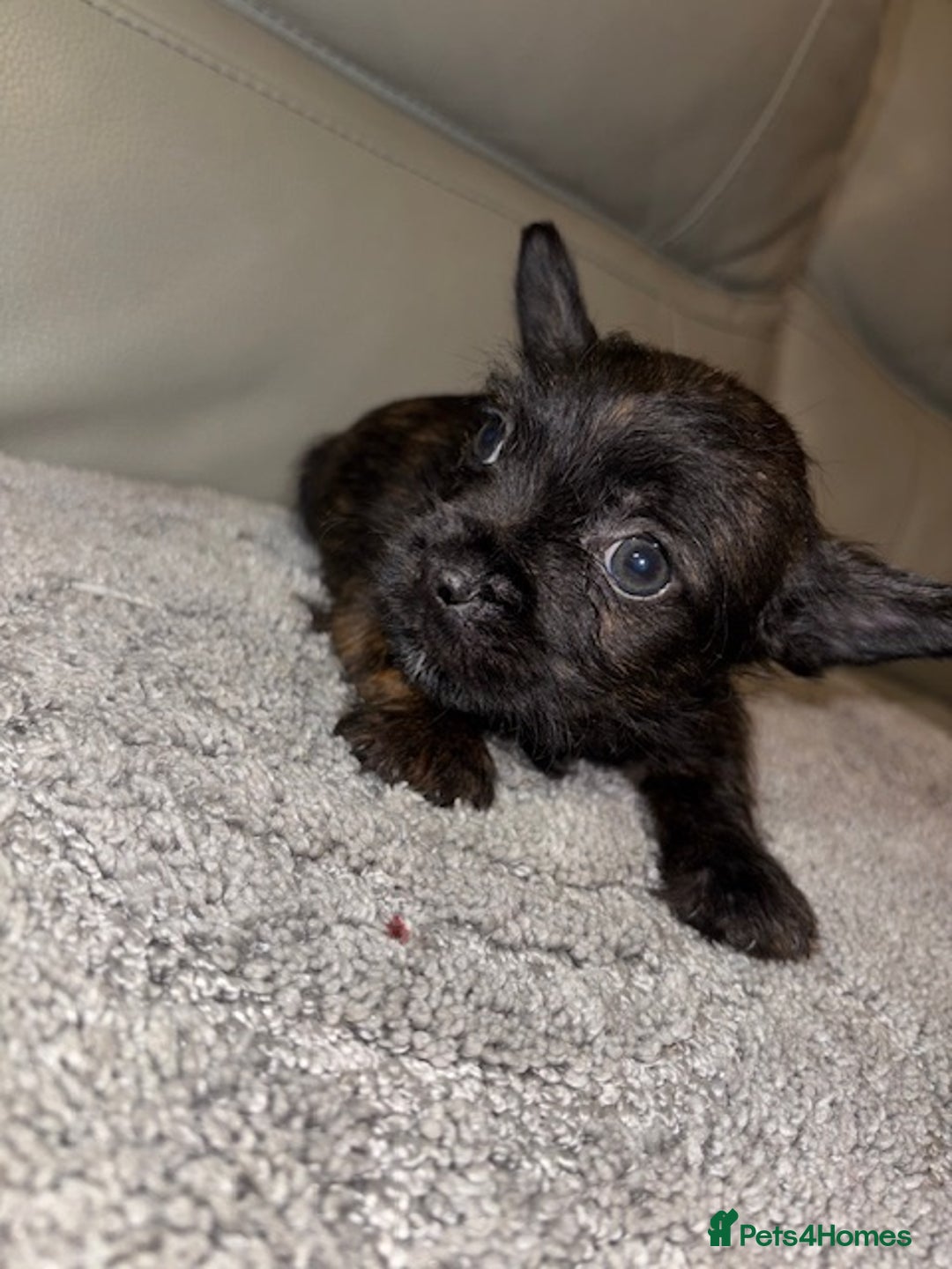 Mixed Breed dogs for sale: Rare Frenchie and Yorkie Mix litter - Image 4