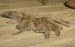 Scottish Fold cats for sale: Golden Scottish fold kittens - Image 12