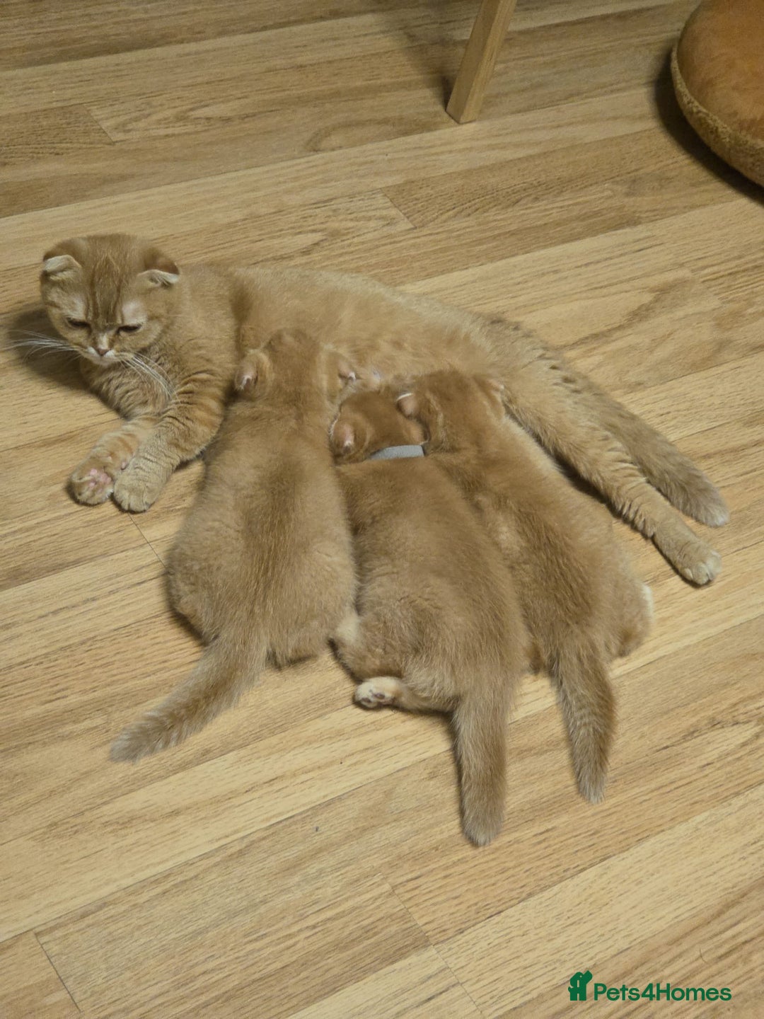 Scottish Fold cats for sale: Golden Scottish fold kittens - Image 12