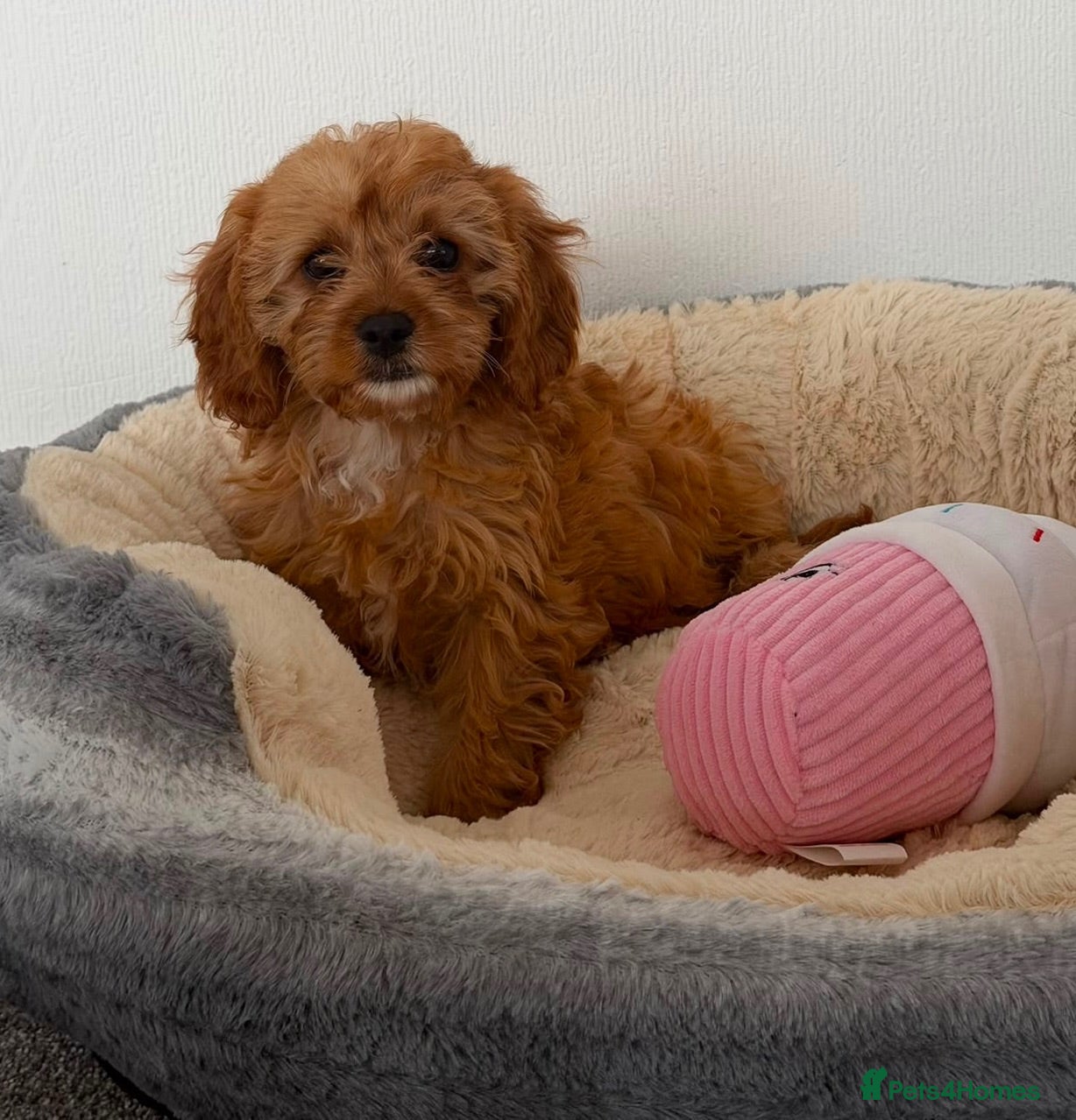 Cavapoo dogs Stunning f1 cavapoos ready now ! - Advert 1