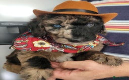 Mixed Breed dogs for sale: Beautiful Unique colours and markings - Image 1