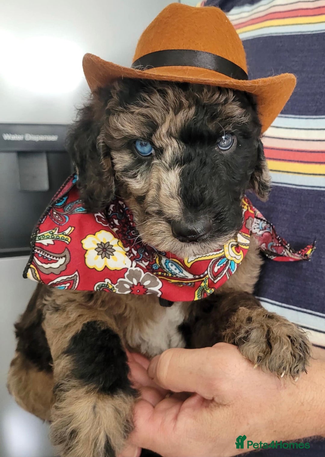 Mixed Breed dogs for sale: Beautiful Unique colours and markings - Image 1