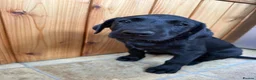 Labrador Retriever dogs for sale: 6th Generation KC Pedigree Labrador Retriever  - Advert 9