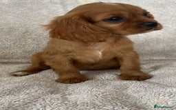 Cavalier King Charles Spaniel dogs for sale: Cavalier King Charles Spaniel puppies ready now - Image 3