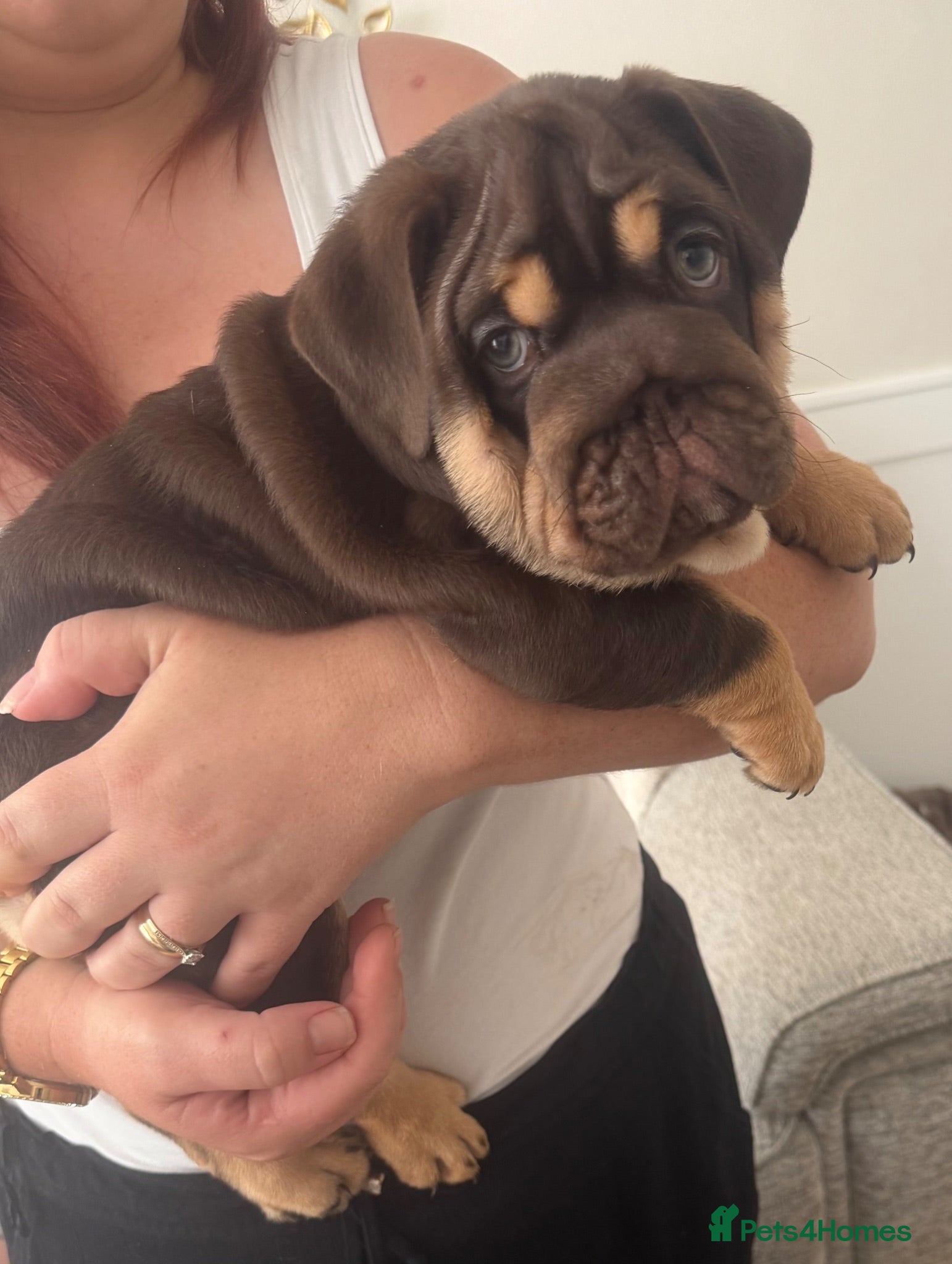 English Bulldog dogs 🏴󠁧󠁢󠁥󠁮󠁧󠁿Ready to leave 2left english Bulldog - Advert 1