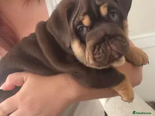English Bulldog dogs 🏴Ready to leave 2left english Bulldog - Advert 1