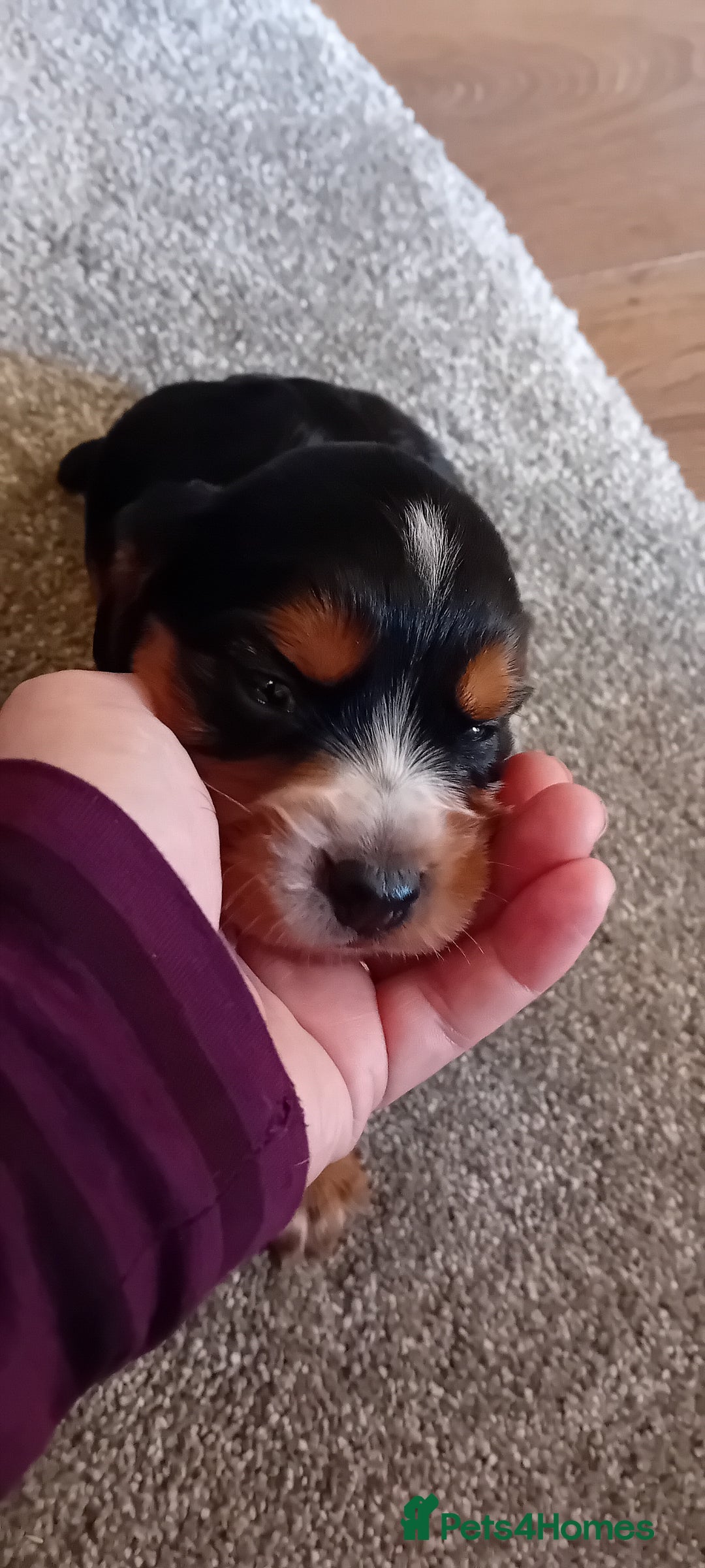Cocker Spaniel dogs for sale: Working cocker wocker puppies - Image 8