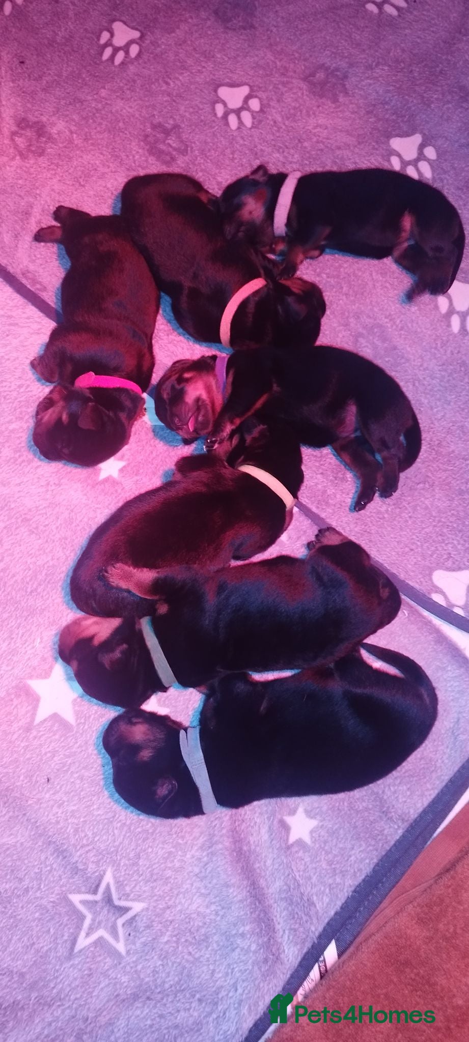 Rottweiler dogs Rottweiler puppies for sale - Advert 10