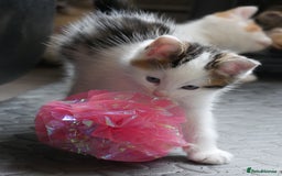 Mixed Breed cats for sale: Mix Ragdoll /Domestic cat  - Image 18