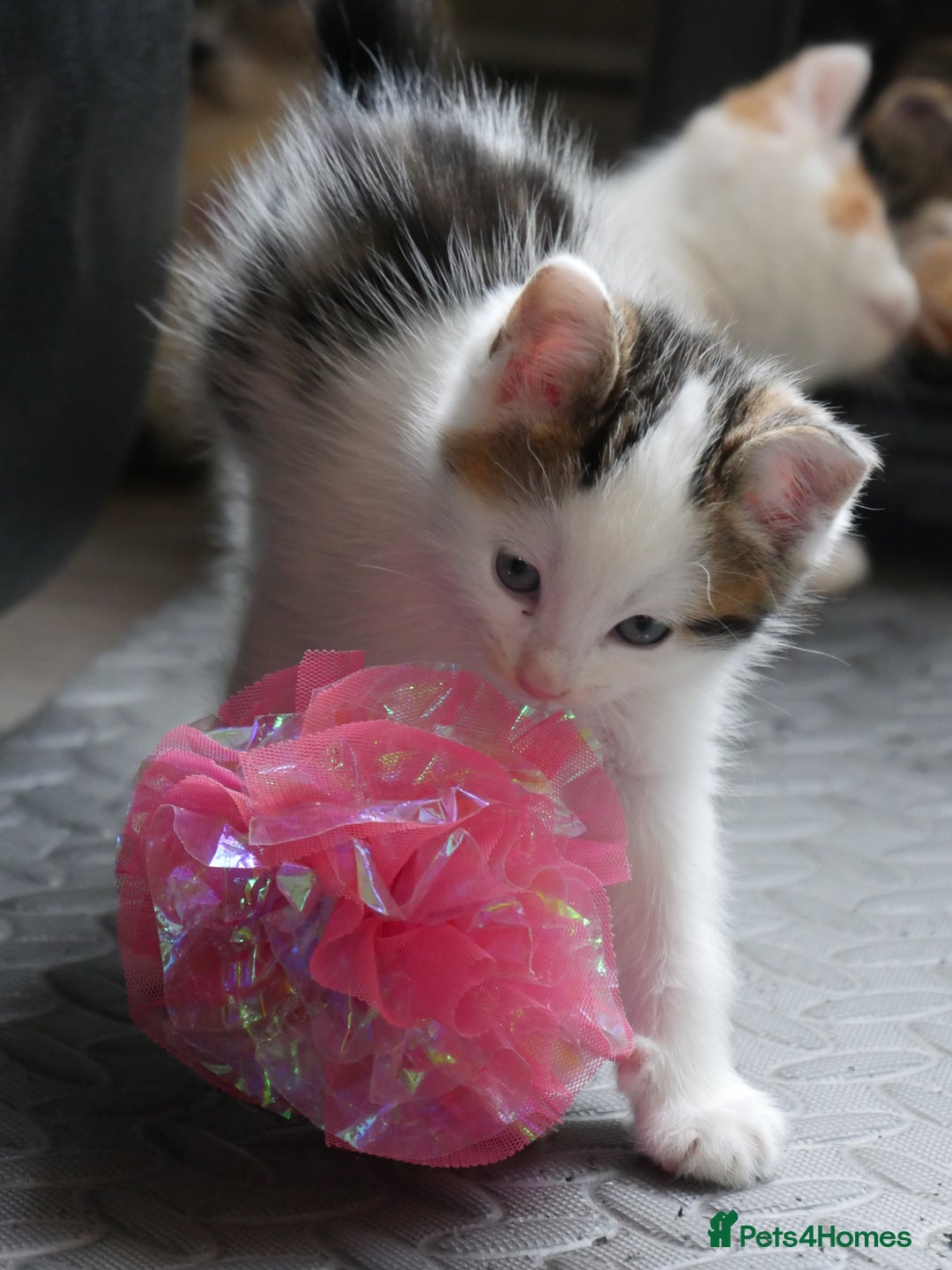 Mixed Breed cats for sale: Mix Ragdoll /Domestic cat  - Image 18