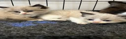 Ragdoll cats for sale: Ready Now! Ragdoll Babies - Advert 5