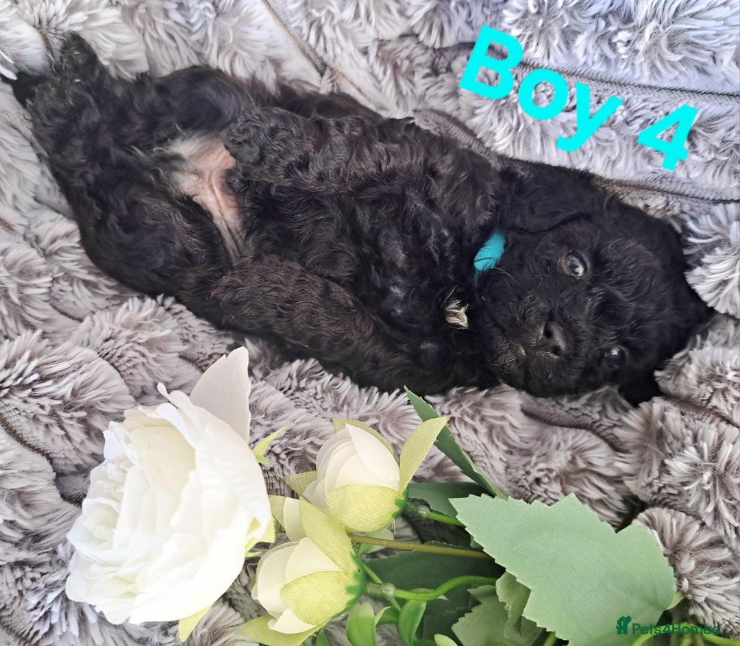 Shihpoo dogs for sale: Shihpoo Shih Tzu x Poodle (Shoodle) Puppies - Image 13
