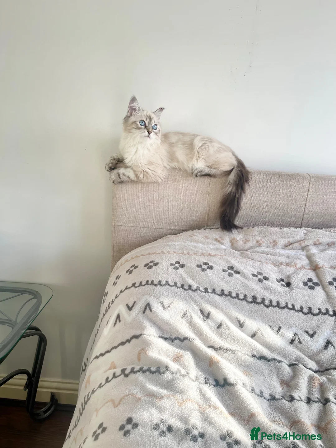 Siberian cats for sale: Coco, Stunning 8-Month Siberian, Fully Vaccinated in Walsall - Advert 2