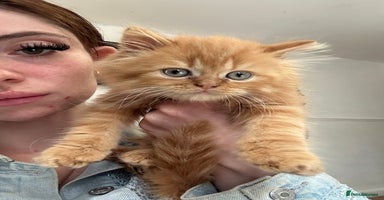 British Longhair cats - Advert 1