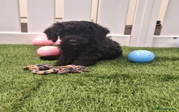 Cockapoo dogs for sale: Beautiful cockapoo puppies  - Image 8